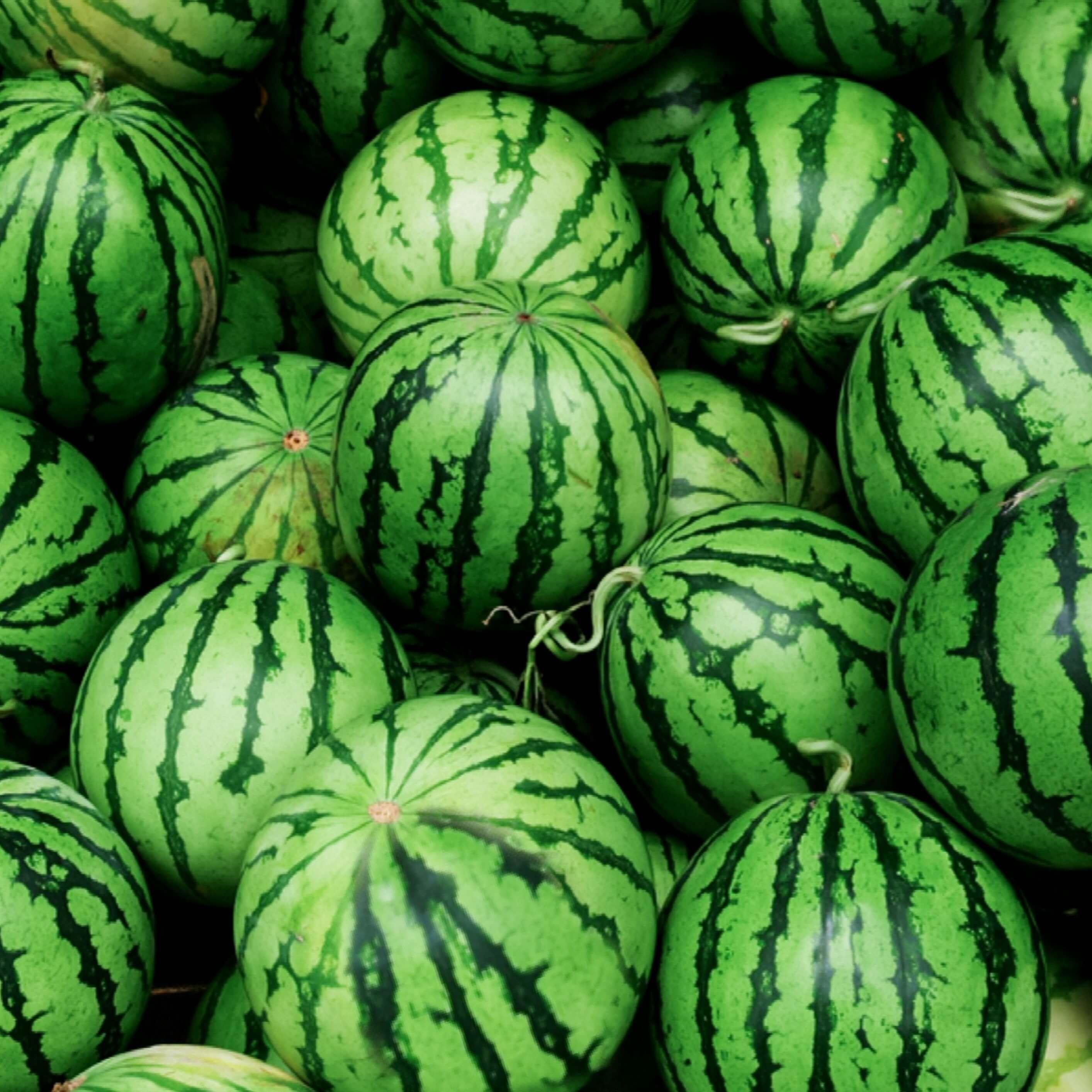 Water Melon